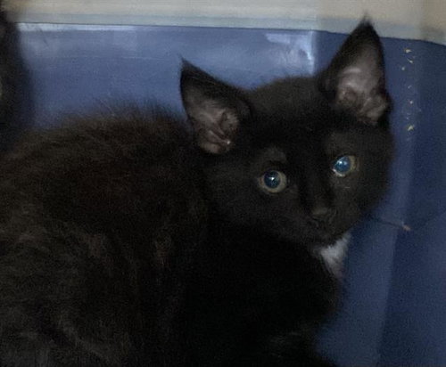 KAT, Baby Domestic Short Hair (medium coat), cat for adoption in Bedford, Texas
