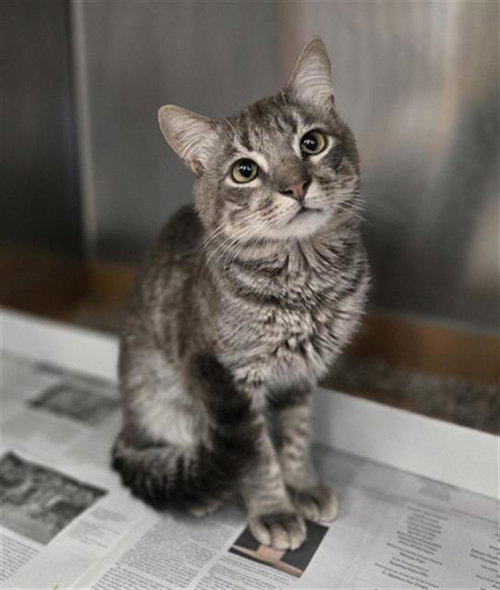 DAWN, Adult American Shorthair (medium coat), cat for adoption in Bedford, Texas