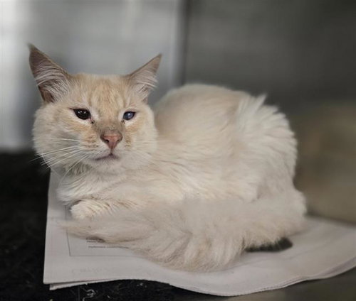 SNOW, Adult American Curl (medium coat), cat for adoption in Bedford, Texas
