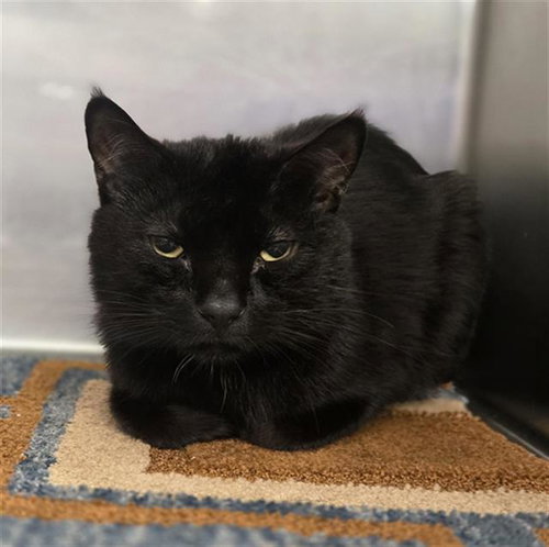 MIDNIGHT, Adult American Shorthair (medium coat), cat for adoption in Bedford, Texas