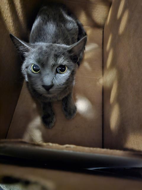 SHAKIRA, Young Domestic Short Hair (medium coat), cat for adoption in Bedford, Texas