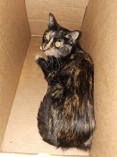 FRANCINE, Young Domestic Short Hair (medium coat), cat for adoption in Bedford, Texas