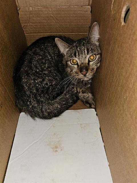 BOBBY, Young Domestic Short Hair (medium coat), cat for adoption in Bedford, Texas