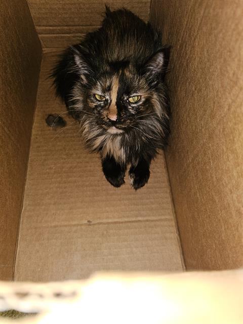 DENISE, Young Domestic Medium Hair (medium coat), cat for adoption in Bedford, Texas