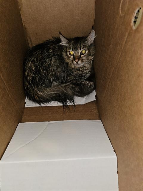 CINDERS, Young Domestic Medium Hair (medium coat), cat for adoption in Bedford, Texas