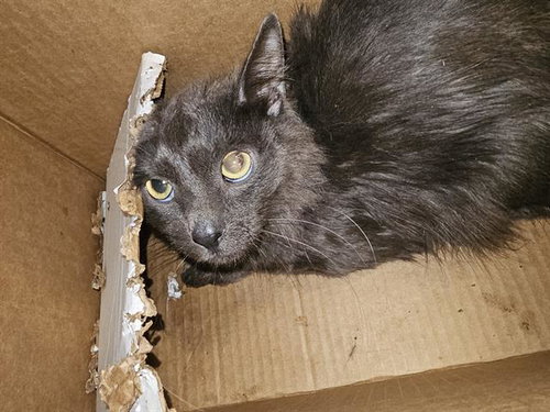 HOBBIT, Young Domestic Medium Hair (medium coat), cat for adoption in Bedford, Texas