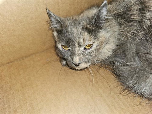 ASH, Young Domestic Medium Hair (medium coat), cat for adoption in Bedford, Texas