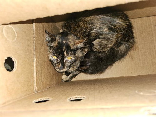 BELLA, Young Domestic Medium Hair (medium coat), cat for adoption in Bedford, Texas