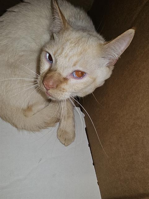 JACK, Young Domestic Short Hair (medium coat), cat for adoption in Bedford, Texas