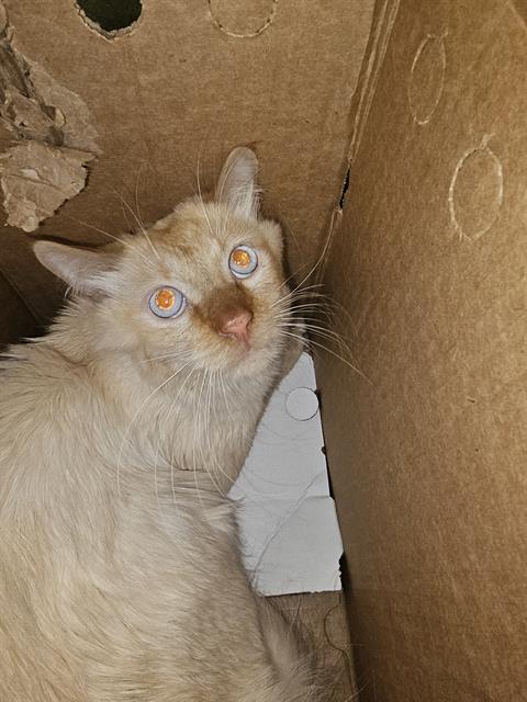 JAMES, Young Domestic Short Hair (medium coat), cat for adoption in Bedford, Texas