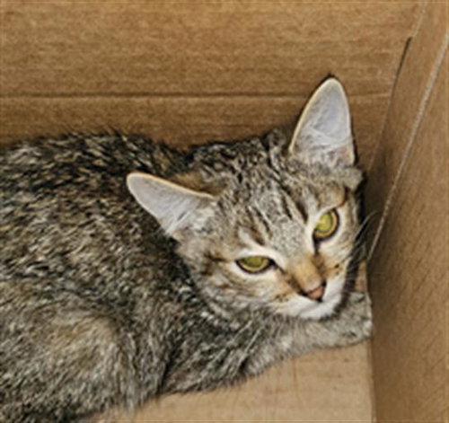 ELVIRA, Baby Domestic Medium Hair (medium coat), cat for adoption in Bedford, Texas