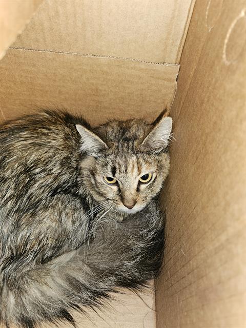 HALEY, Young Domestic Medium Hair (medium coat), cat for adoption in Bedford, Texas
