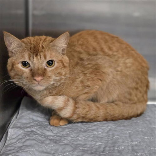 TOMMY, Young Domestic Short Hair (medium coat), cat for adoption in Bedford, Texas