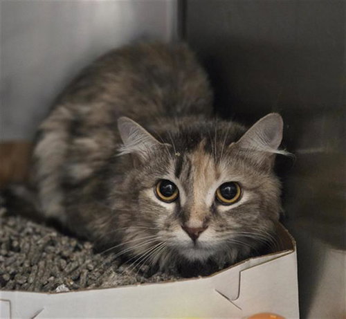 THOMAS, Young Domestic Medium Hair (medium coat), cat for adoption in Bedford, Texas