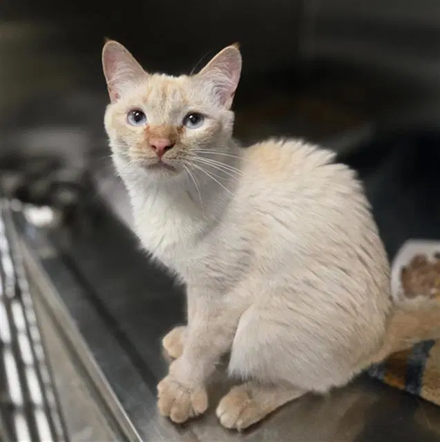 Jessica - Domestic Medium Hair