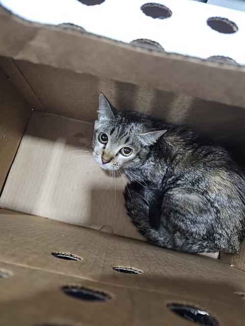 NOVA, Young Domestic Short Hair (medium coat), cat for adoption in Bedford, Texas