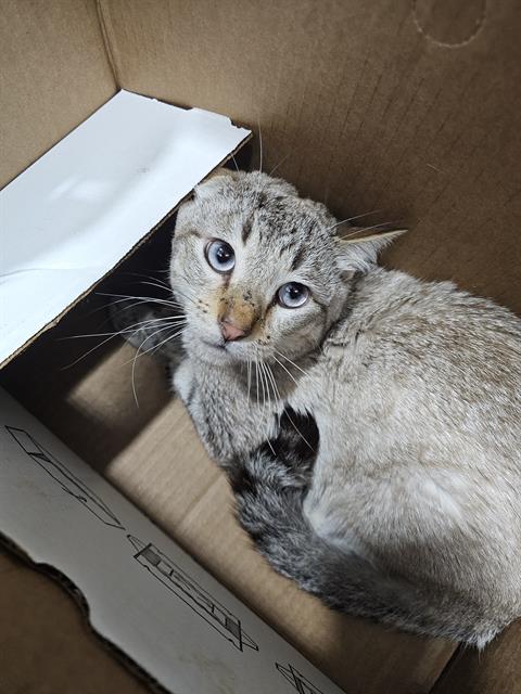 LARK, Young Domestic Short Hair (medium coat), cat for adoption in Bedford, Texas