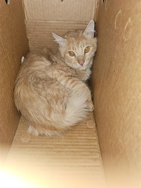 SIMON, Young Domestic Medium Hair (medium coat), cat for adoption in Bedford, Texas
