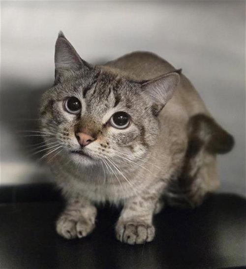 JIMBO, Young Domestic Short Hair (medium coat), cat for adoption in Bedford, Texas
