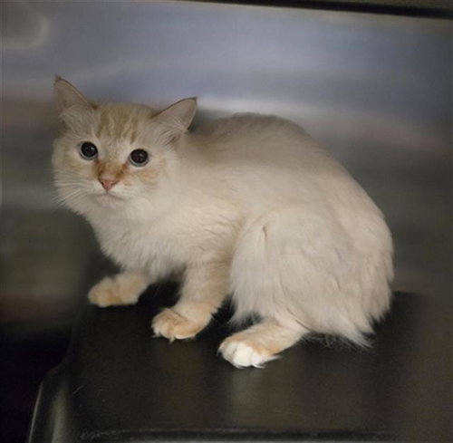 FRIDA, Young Domestic Medium Hair (medium coat), cat for adoption in Bedford, Texas