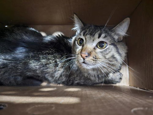 FREEDOM, Young Domestic Medium Hair (medium coat), cat for adoption in Bedford, Texas