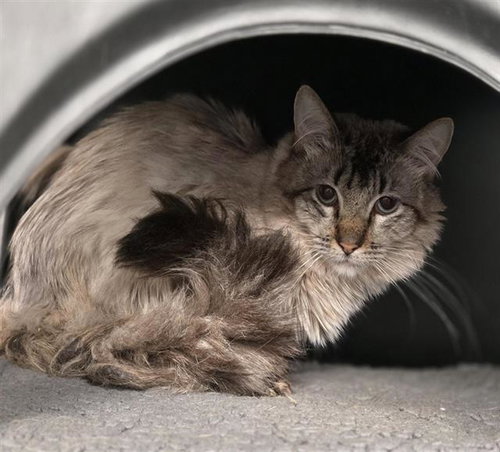 MIKE, Young Domestic Medium Hair (medium coat), cat for adoption in Bedford, Texas