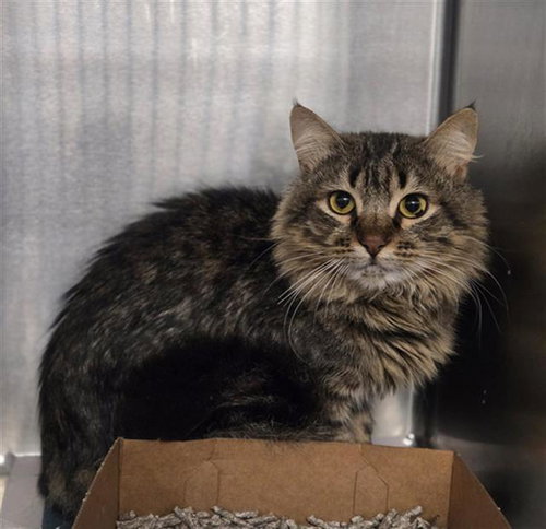 DANNY, Young Domestic Medium Hair (medium coat), cat for adoption in Bedford, Texas