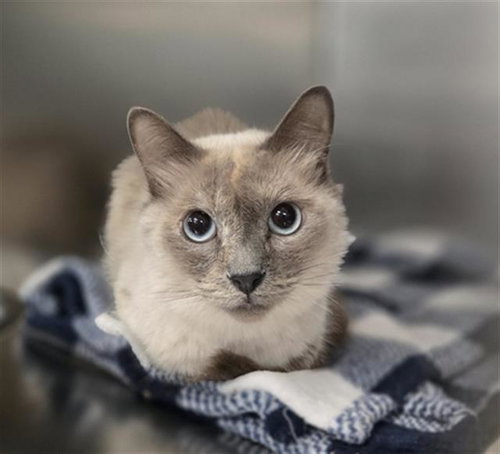 LALA, Young Domestic Short Hair (medium coat), cat for adoption in Bedford, Texas