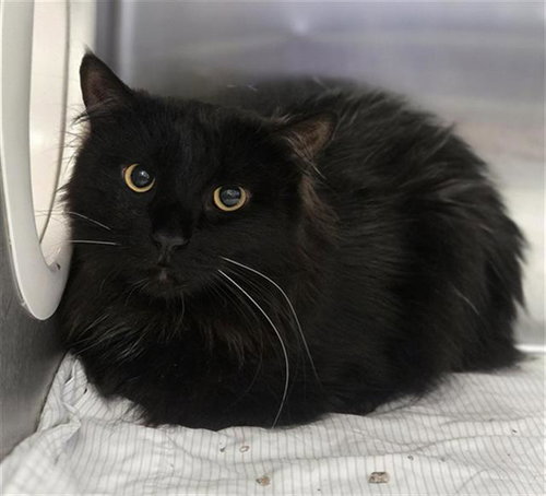 GOLDEN, Young Domestic Long Hair (medium coat), cat for adoption in Bedford, Texas
