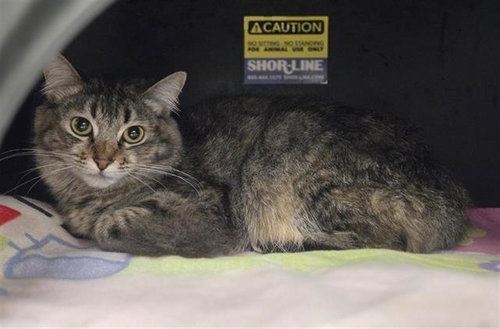 SMOKE, Young Domestic Long Hair (medium coat), cat for adoption in Bedford, Texas