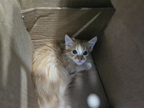 WINK, Young Domestic Long Hair (medium coat), cat for adoption in Bedford, Texas