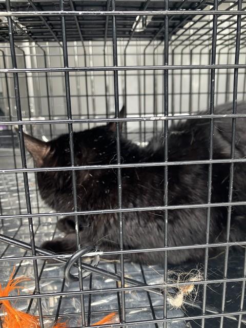 PACE, Adult Domestic Short Hair / Mixed (medium coat), cat for adoption in Bedford, Texas