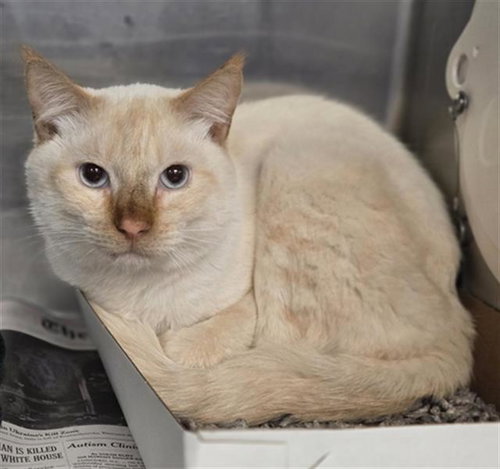 MIKE, Adult Domestic Short Hair / Mixed (medium coat), cat for adoption in Bedford, Texas