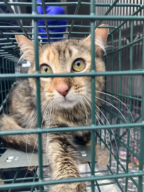 SCARLET, Adult Domestic Short Hair / Mixed (medium coat), cat for adoption in Bedford, Texas