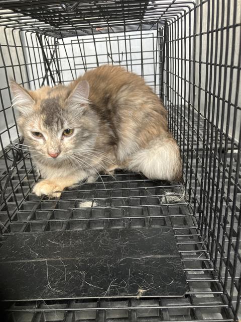TRACY, Young Domestic Long Hair (medium coat), cat for adoption in Bedford, Texas