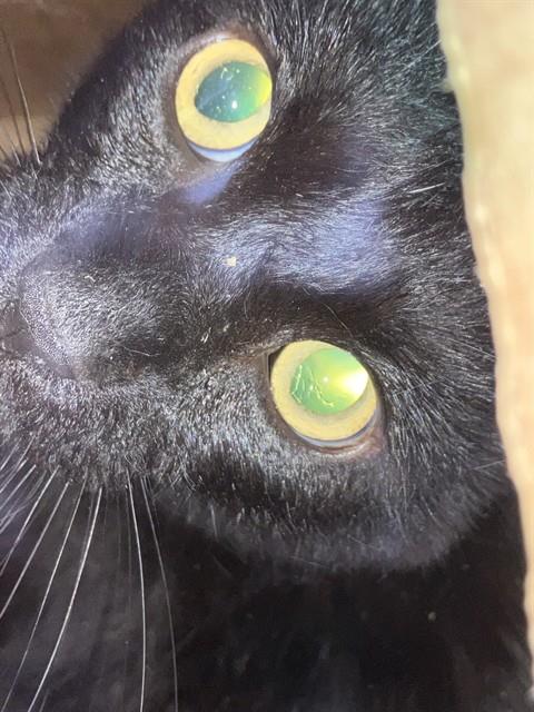 SHEN, Adult Domestic Short Hair (medium coat), cat for adoption in Bedford, Texas