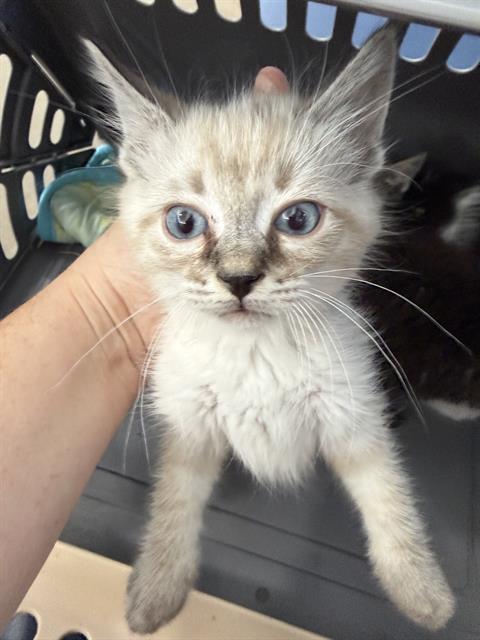 RYAN, Baby Domestic Medium Hair (medium coat), cat for adoption in Bedford, Texas