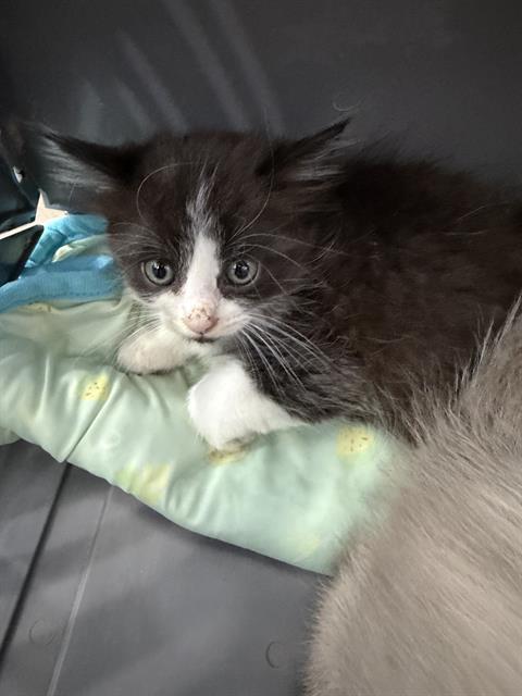 BOSTON, Baby Domestic Medium Hair (medium coat), cat for adoption in Bedford, Texas