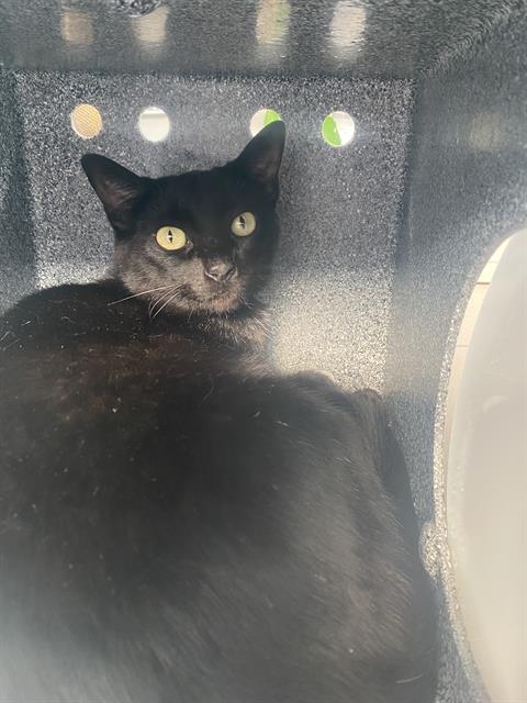MAVIS, Adult Domestic Short Hair (medium coat), cat for adoption in Bedford, Texas
