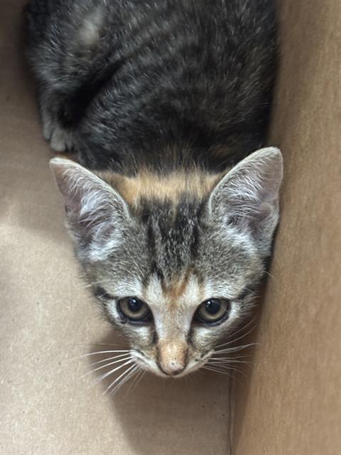 HYUNDAI, Baby Domestic Short Hair (medium coat), cat for adoption in Arlington, Texas