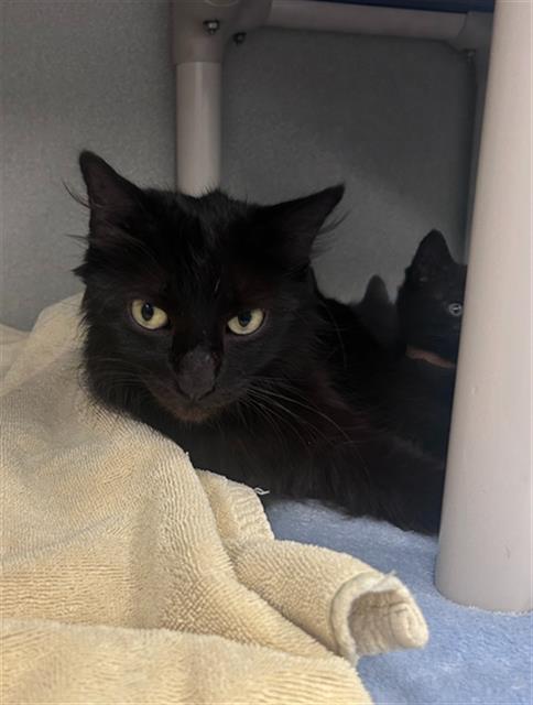MAMAS, Adult Domestic Short Hair (medium coat), cat for adoption in Arlington, Texas