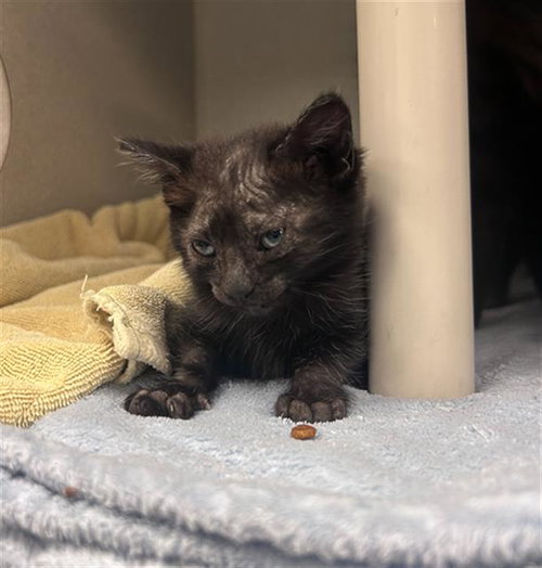 PUMPKIN, Baby Domestic Short Hair (medium coat), cat for adoption in Arlington, Texas