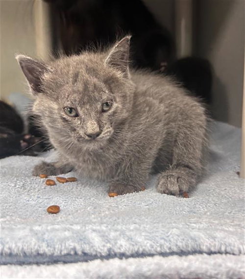 HANNAH, Baby Domestic Short Hair (medium coat), cat for adoption in Arlington, Texas