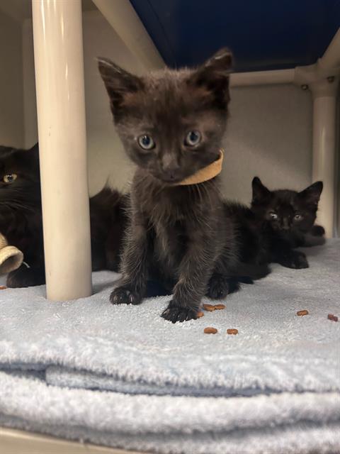 MOON, Baby Domestic Short Hair (medium coat), cat for adoption in Arlington, Texas