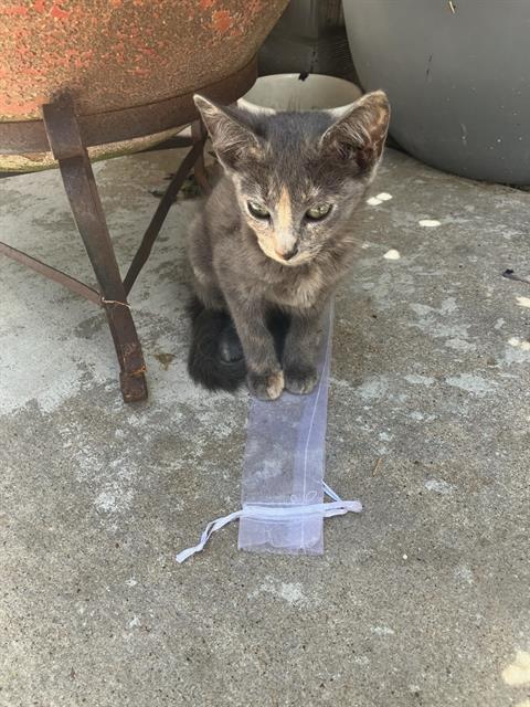 SIMBA, Baby Domestic Short Hair (medium coat), cat for adoption in Arlington, Texas