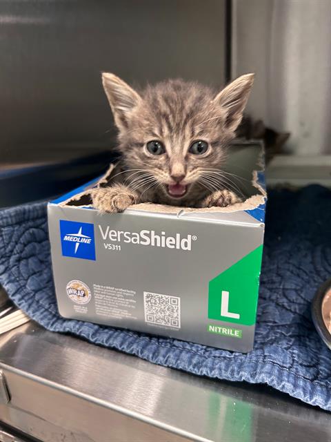 APRIL, Baby Domestic Short Hair (medium coat), cat for adoption in Arlington, Texas
