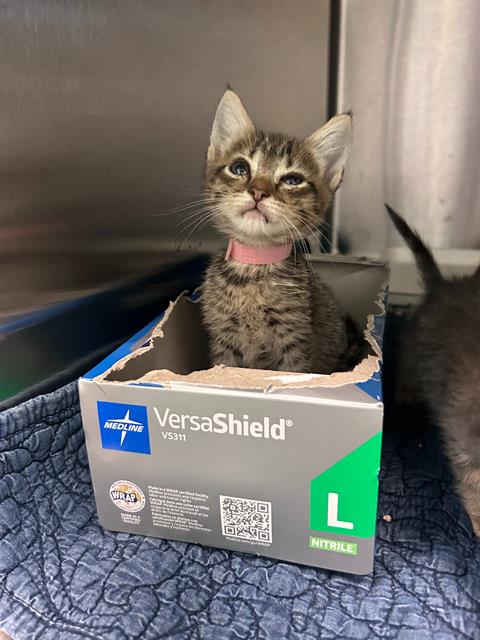 MAY, Baby Domestic Short Hair (medium coat), cat for adoption in Arlington, Texas