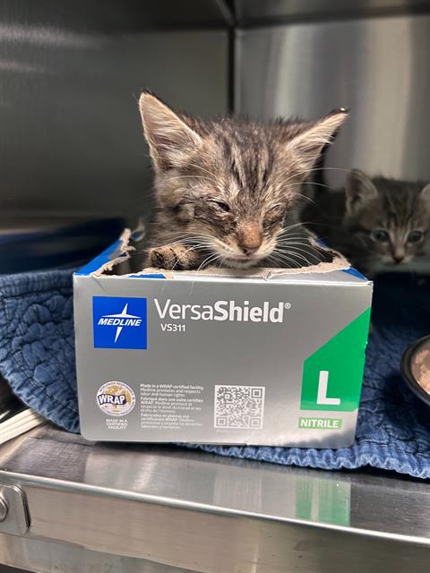 JUNE, Baby Domestic Short Hair (medium coat), cat for adoption in Arlington, Texas