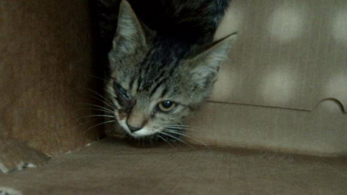 LAYLA, Baby Domestic Short Hair (medium coat), cat for adoption in Arlington, Texas