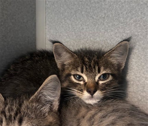 BUBBLES, Baby Domestic Short Hair (medium coat), cat for adoption in Arlington, Texas